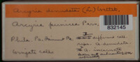 Arcyria denudata image